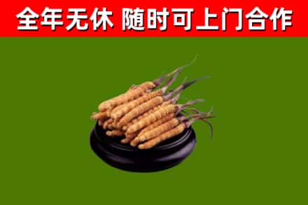 尼玛县回收冬虫夏草